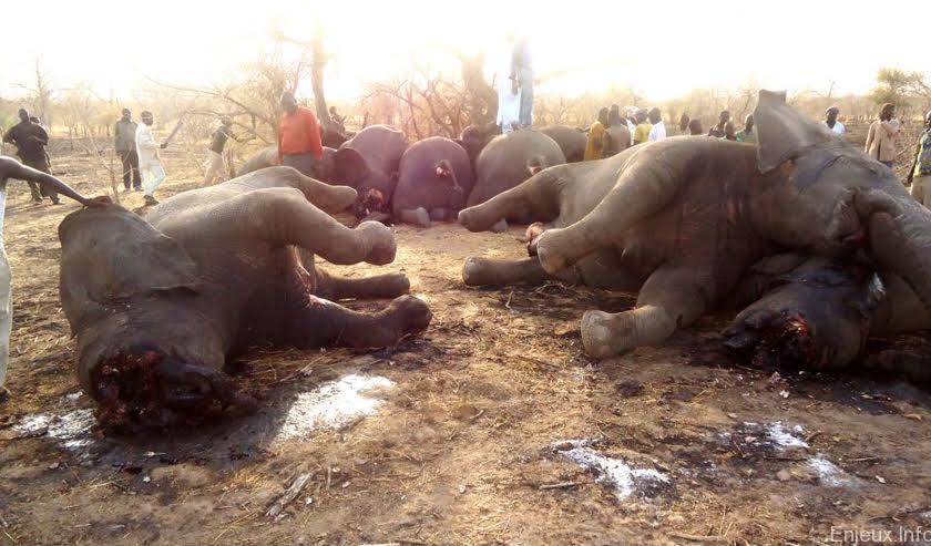 Zimbabwe : recrudescence inquiétante du braconnage d’éléphants