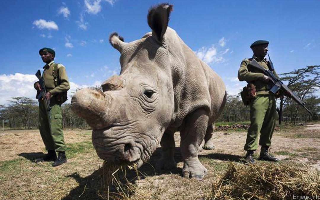 Afrique : triste record du braconnage des rhinocéros