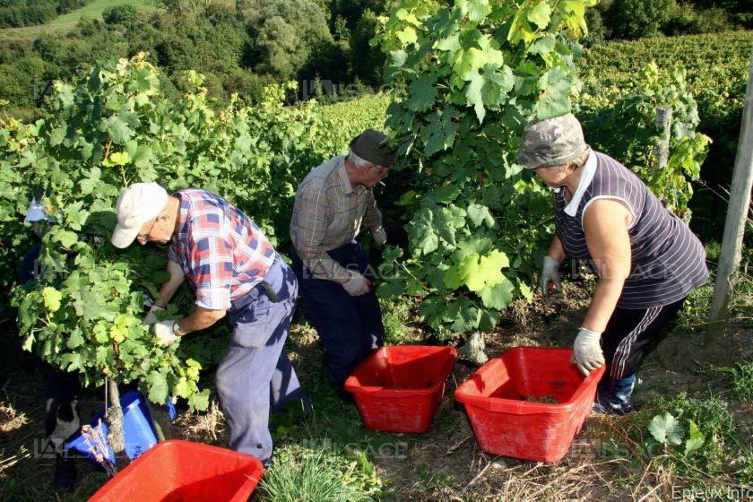 L’Italie toujours leader mondial des pays producteurs de vin