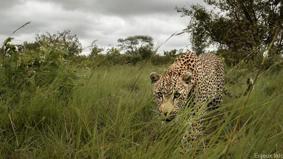 L’Afrique du Sud interdit la chasse au léopard