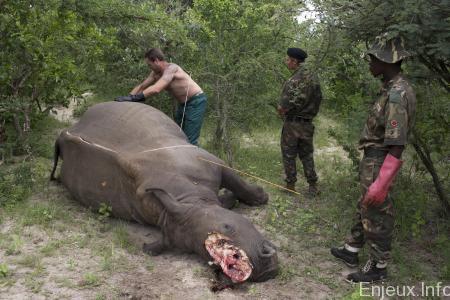 La lutte contre le braconnage des rhinocéros en Afrique du Sud sur la bonne voie