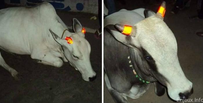 L’Inde vent rendre les cornes de vaches phosphorescentes pour réduire le nombre d’accidents