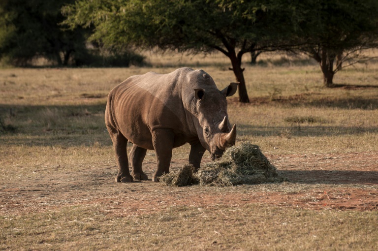 Afrique du Sud: Quatre rhinocéros ont été tués par des braconniers