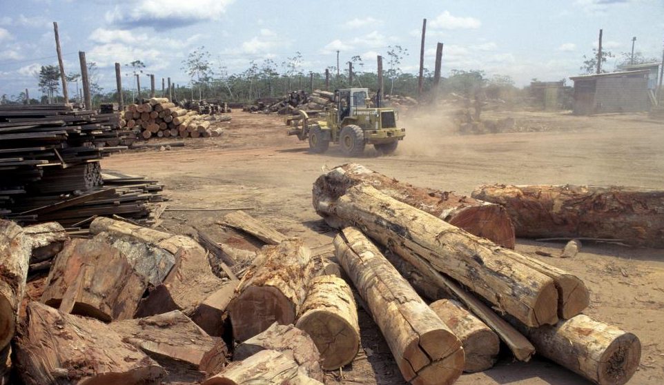 Greenpeace proteste contre l’exportation de «bois teinté de sang» par le Brésil