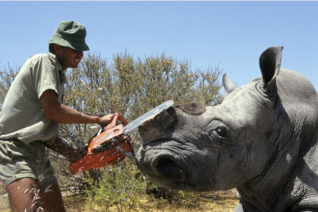Afrique du Sud: Arrestation de quatre personnes pour braconnage de rhinocéros