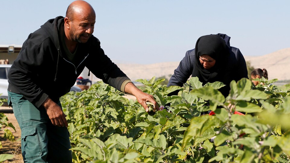 Israël bloque les exportations agricoles palestiniennes