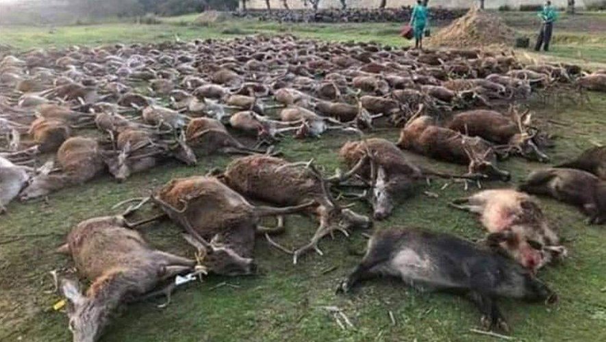 Le Portugal choqué après une partie de chasse où plus de 500 animaux ont été tués