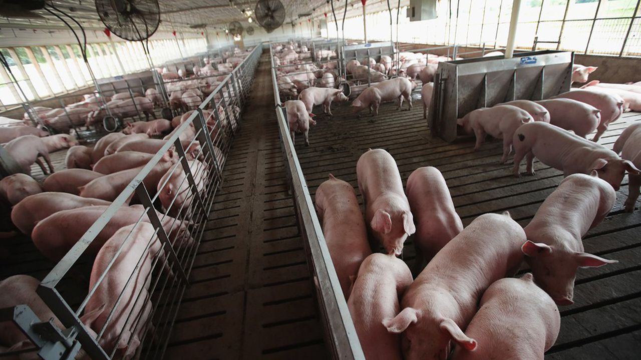 L’Argentine : Risque d’installation d’usines géantes de production de viande de porc