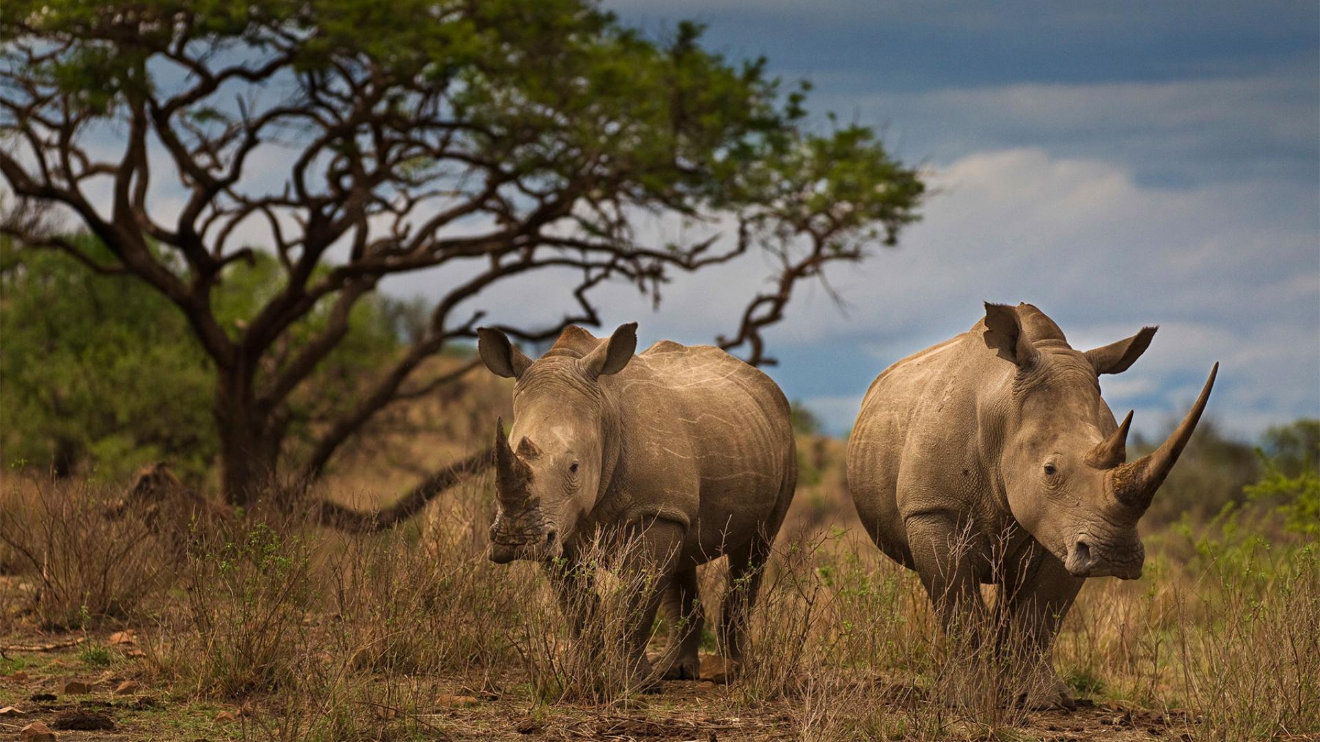 Afrique: 249 rhinocéros ont été tués en Afrique du Sud