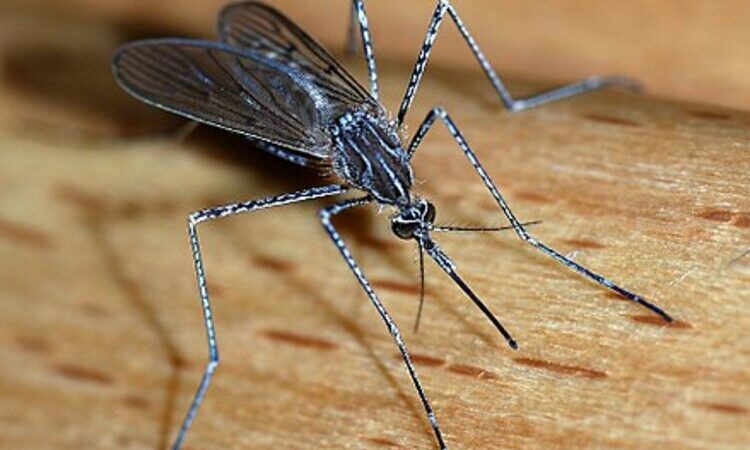 La Belgique: Présence du moustique exotique « Culiseta longiareolata »