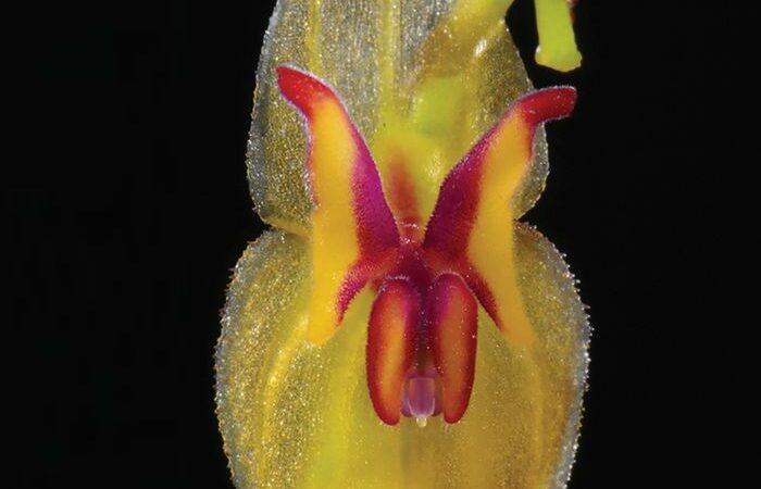 Equateur: Découverte de 3 nouvelles espèces d’orchidées dans le pays