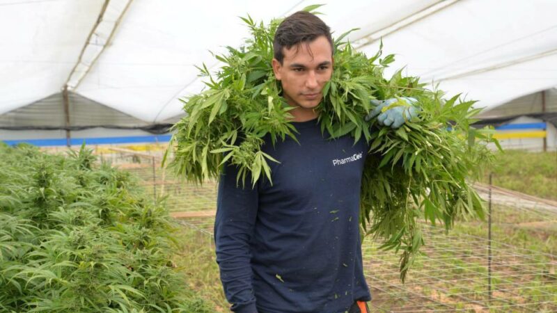 La Colombie : La légalisation de l’industrie du cannabis