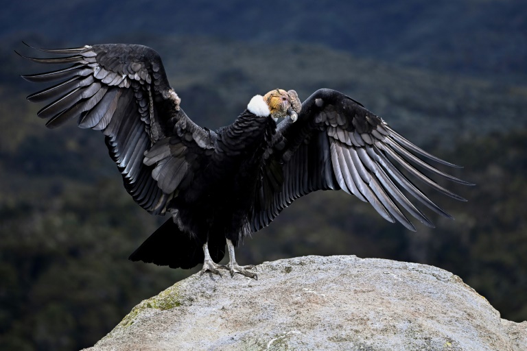 L’Argentine: Projet de conservation du Condor des Andes