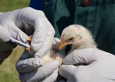 La France : L’épidémie de grippe aviaire frappe les élevages français de volailles