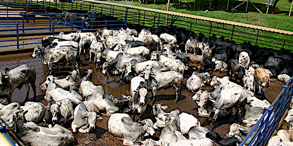 Le Paraguay : La filière de la viande bovine rapporte 1,134 milliard de dollars