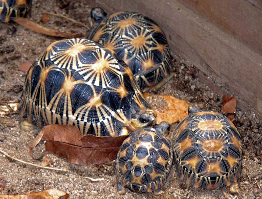 Madagascar : 124 tortues radiées illégalement capturées par des braconniers
