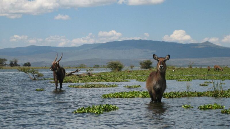 Le Kenya : La menace pour l’écosystème de la faune