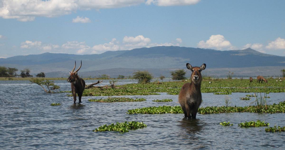 Le Kenya : La menace pour l’écosystème de la faune