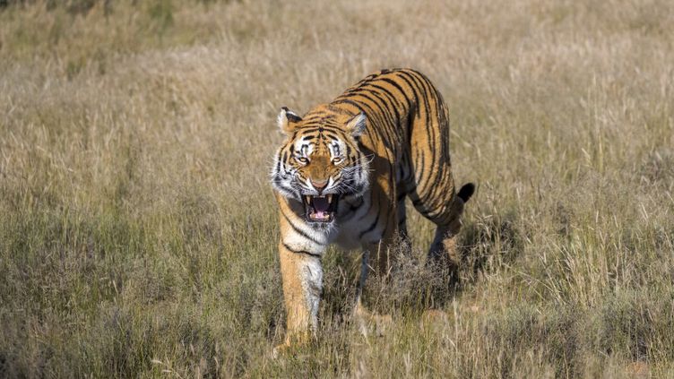 Afrique du Sud : Les tigres menacés par le commerce vers l’étranger