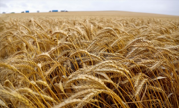 Guerre en Ukraine : L’Egypte diversifie ses sources d’approvisionnement en blé