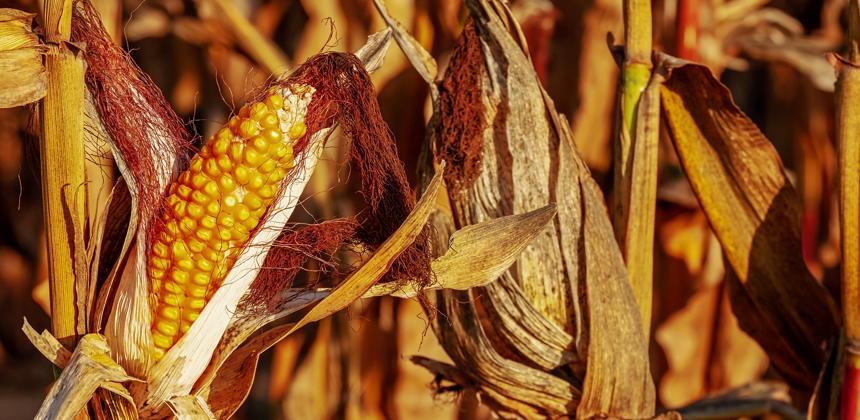 Ukraine : Le Brésil compte exporter plus de maïs, malgré la peur de manquer d’engrais