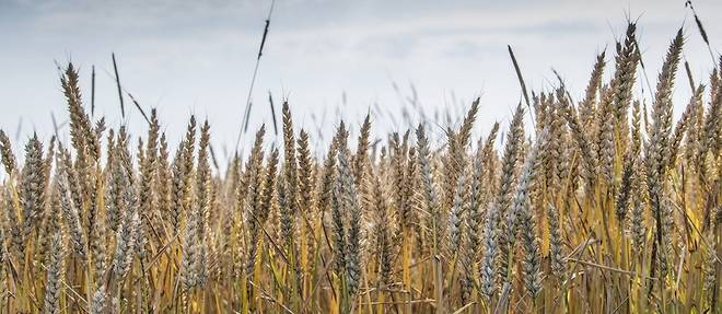 Le cours du blé bat un record sur le marché européen